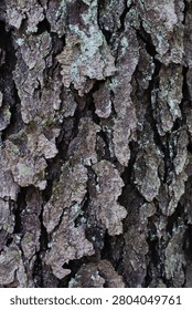 scaly tree bark background with texture. 