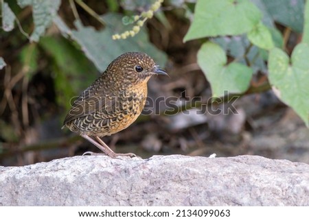 Scaly-breasted cupwing or Scaly-breasted wren-babbler photographed in Uttarakhand, India