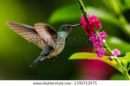 Scaly-breasted hummingbird feeding on flowers in Costa Rica.