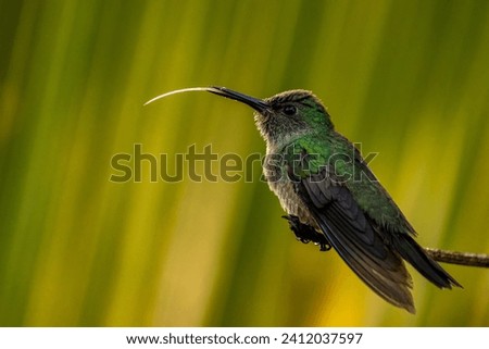 Scaly-breasted hummingbird or scaly-breasted sabrewing (Phaeochroa cuvierii). It is sitting on a branch and shows its long tongue. The picture was taken in northeast Costa Rica in December 2023.