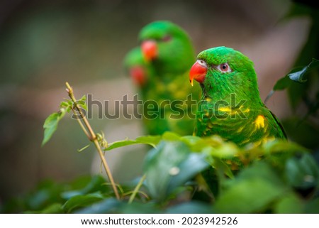 Scaly-breasted lorikeet in the nature park