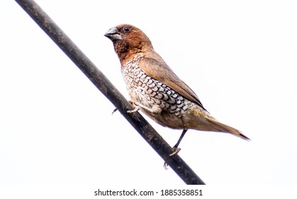 The Scaly-breasted Munia Or Spotted Munia, Known In The Pet Trade As Nutmeg Mannikin Or Spice Finch, Is A Sparrow-sized Estrildid Finch Native To Tropical Asia. 