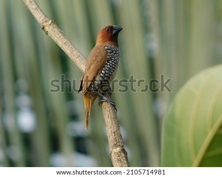 The scaly-breasted munia or spotted munia, known in the pet trade as nutmeg mannikin or spice finch, is a sparrow-sized estrildid finch native to tropical Asia.