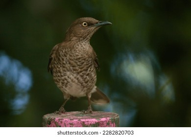The scaly-breasted thrasher (Allenia fusca) is a large passerine bird of the Caribbean islands. Brown and white plumage, yellow eye and long tail. Wild bird perched on a wooden post - Shutterstock ID 2282820703