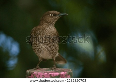 The scaly-breasted thrasher (Allenia fusca) is a large passerine bird of the Caribbean islands. Brown and white plumage, yellow eye and long tail. Wild bird perched on a wooden post