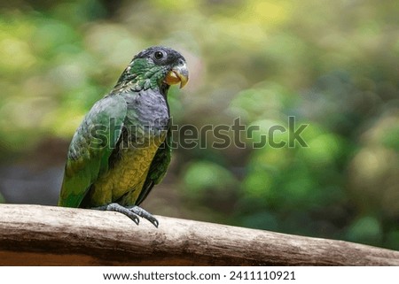 Scaly-headed Parrot bird (Pionus maximiliani)