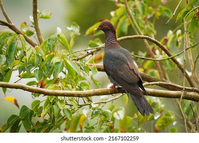 Scaly-naped pigeon - Patagioenas squamosa also Red-necked pigeon, bird family Columbidae, occurs throughout the Caribbean, large slate grey pigeon in the green bush in Barbados.