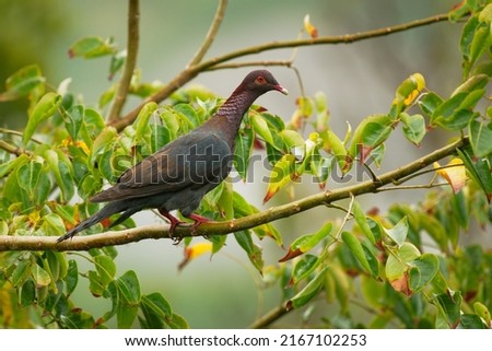 Scaly-naped pigeon - Patagioenas squamosa also Red-necked pigeon, bird family Columbidae, occurs throughout the Caribbean, large slate grey pigeon in the green bush in Barbados.