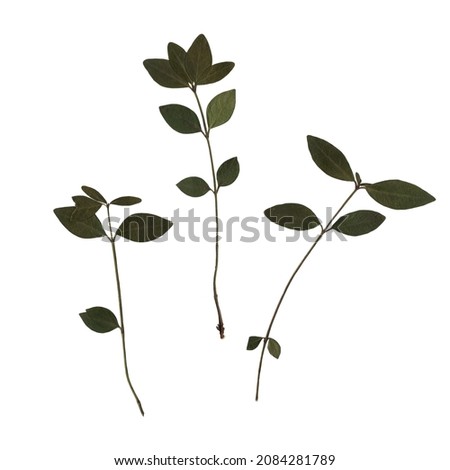 Scan of a green leaves of a cherry tree. Herbarium. Pressed and dried herbs. Fine artistic composition composed of dry flat press leaves on a white background.