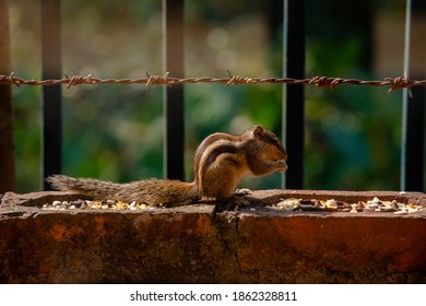 Scandentia Is Eating Beans By The Wall.