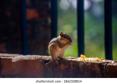 Scandentia Is Eating Beans By The Wall.