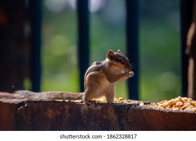 Scandentia Is Eating Beans By The Wall.