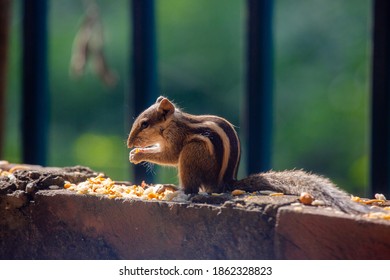 Scandentia Is Eating Beans By The Wall.