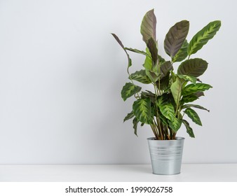 Scandinavian Concept. Beautiful House Plant Kalathea In Metal Pot On White Table. Front View And Copy  Space Image