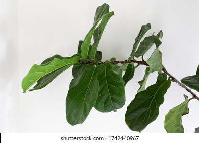 Scandinavian Decor style Plant Green Leaf.Fiddle Leaf Fig Tree.