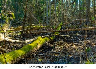 Scandinavian Forest In Spring. Photo Of Swedish Nature. 