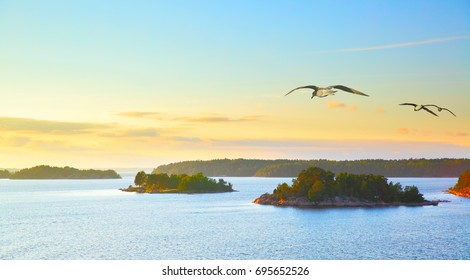 Scandinavian Landscape With Small Islands In The Archipelago Of Stockholm At Sundown And Flying Sea Gulls. Sweden.