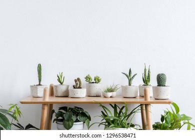 Scandinavian room interior with plants, cacti and succulents composition in design and hipster pots on the brown shelf. White walls. Modern and floral concept of home garden. Nature love.