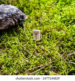 Scandinavian rune Algiz (protection), on wet moss. The concept of predicting the future, an ancient way of divination.