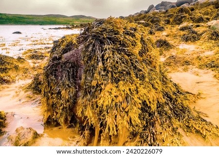 Scandinavian skerries after low tide. Muddy sandbank. Toothed wrack (Fucus serratus) and dulse (Palmaria palmata) at low tide on the littoral of the eastern coast of Barents Sea fiord