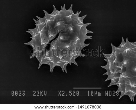 Scanning electron micrograph of one daisy pollen grain. Nottingham, UK