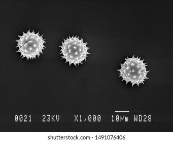 Scanning Electron Micrograph Of Three Daisy Pollen Grains. Nottingham, UK