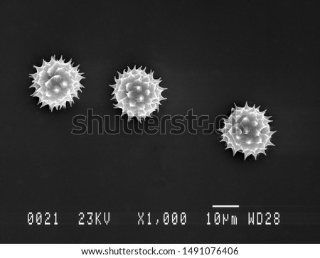 Scanning electron micrograph of three daisy pollen grains. Nottingham, UK