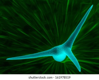 Scanning Electron Micrograph Of Trichome: A Leaf Hair Of Thale Cress (Arabidopsis Thaliana), An Unique Structure That Is Made Of A Single Cell.