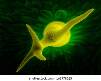 Scanning Electron Micrograph Of Trichome: A Leaf Hair Of Thale Cress (Arabidopsis Thaliana), An Unique Structure That Is Made Of A Single Cell.