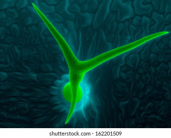 Scanning Electron Micrograph Of Trichome: A Leaf Hair Of Thale Cress (Arabidopsis Thaliana), An Unique Structure That Is Made Of A Single Cell.