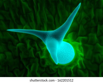 Scanning Electron Micrograph Of Trichome: A Leaf Hair Of Thale Cress (Arabidopsis Thaliana), An Unique Structure That Is Made Of A Single Cell.