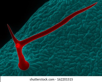 Scanning Electron Micrograph Of Trichome: A Leaf Hair Of Thale Cress (Arabidopsis Thaliana), An Unique Structure That Is Made Of A Single Cell.