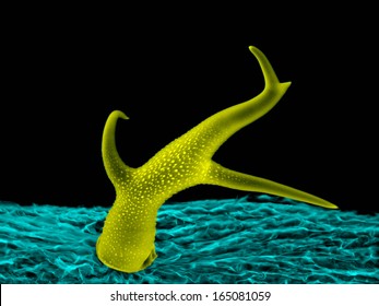 Scanning Electron Micrograph Of Trichome: A Leaf Hair Of Thale Cress (Arabidopsis Thaliana), An Unique Structure That Is Made Of A Single Cell.