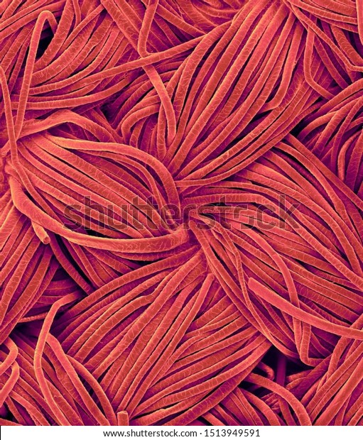 Scanning electron micrograph\
of wool