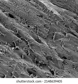 Scanning electron microscope image of animal bone
