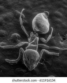 Scanning Electron Microscope Images Of Ant