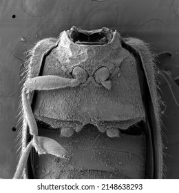 Scanning Electron Microscopy Image Of Insect