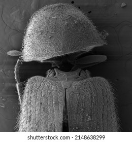 Scanning Electron Microscopy Image Of Insect
