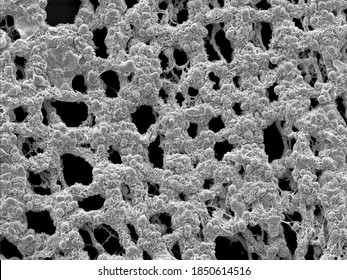 Scanning electron microscopy of the myenteric plexus of a mouse, showing single cells residing on the the net-like finer-structure