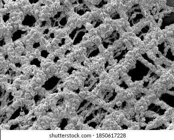 Scanning electron microscopy of the myenteric plexus of a mouse, showing single cells residing on the the net-like finer-structure