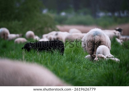 the scapegoat and flock sheep