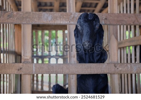 the scapegoat is in the pen
