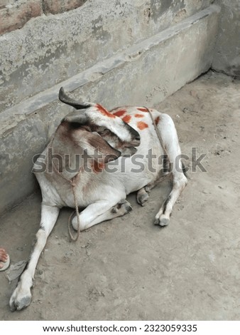 A scapegoat sits by the well