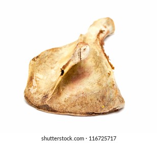 Scapula Bone