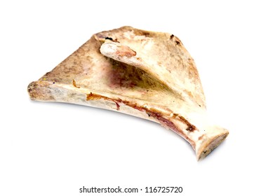 Scapula Bone