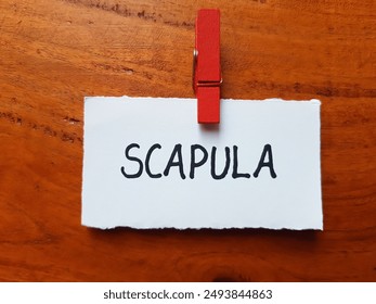 Scapula writting on table background.