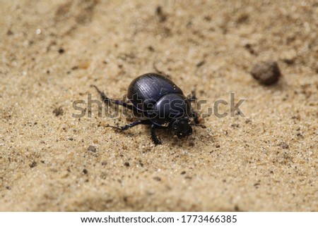Scarab beetle in lightbrown sand.