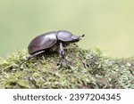 A scarab beetle is looking for food on the ground covered with moss. This insect has the scientific name Strategus aloeus.