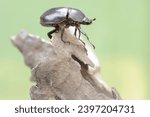 A scarab beetle is looking for food on a rotten tree trunk. This insect has the scientific name Strategus aloeus.
