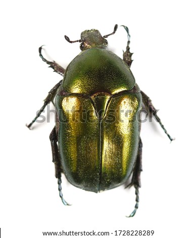 Scarab beetle Protaetia metallica isolated on white background